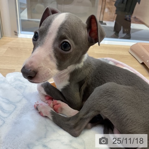 イタリアン・グレーハウンドの写真