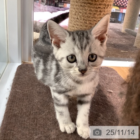 アメリカンショートヘアの写真