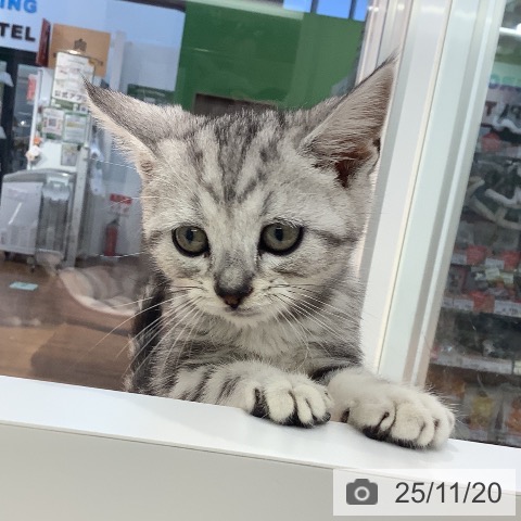 大阪府のアメリカンショートヘアー (ペットプラス 四條畷店/2025年9月6日生まれ/男の子/シルバータビー)の子猫の3枚目の画像