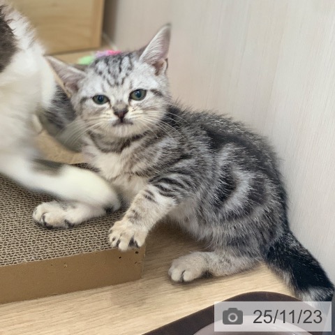 岐阜県のアメリカンショートヘアー (ペットプラス 光ケ丘店/2025年9月6日生まれ/女の子/シルバータビー)の子猫の4枚目の画像