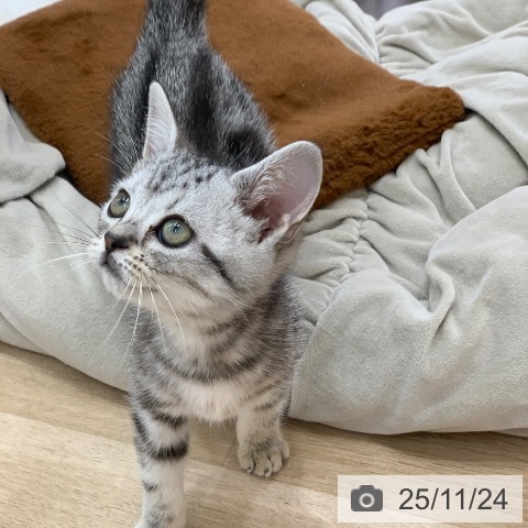 岐阜県のアメリカンショートヘアー (ペットプラス 光ケ丘店/2025年9月6日生まれ/女の子/シルバータビー)の子猫の3枚目の画像