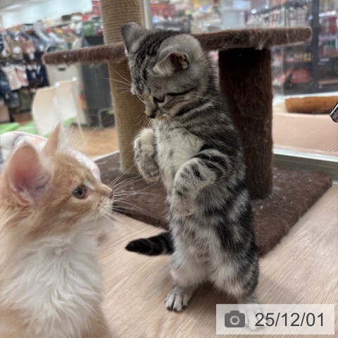 アメリカンショートヘアの写真