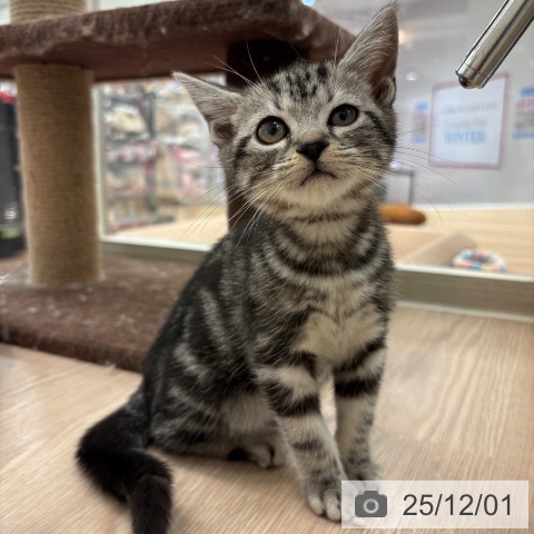 アメリカンショートヘアの写真