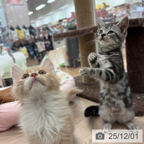 アメリカンショートヘアの写真