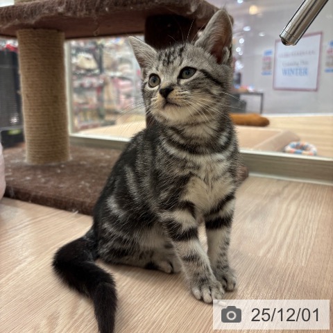 アメリカンショートヘアの写真