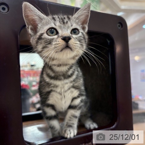 アメリカンショートヘアの写真