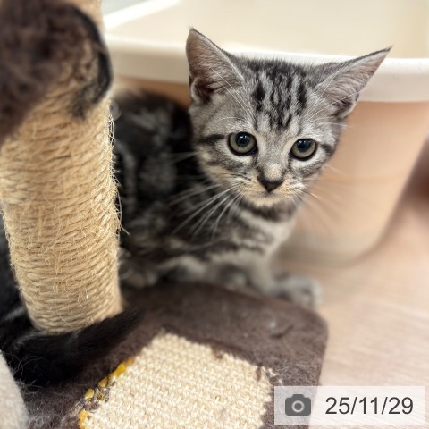 アメリカンショートヘアの写真