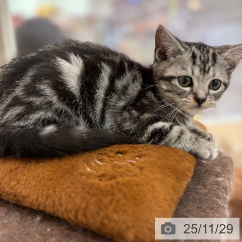 アメリカンショートヘアの写真