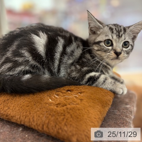 アメリカンショートヘアの写真