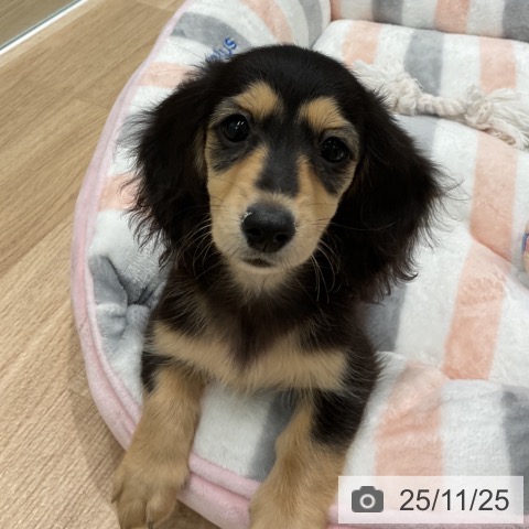 愛知県のミニチュアダックスフンド(ロング) (ペットプラス 熱田店/2025年9月10日生まれ/女の子/ブラックタン)の子犬の4枚目の画像