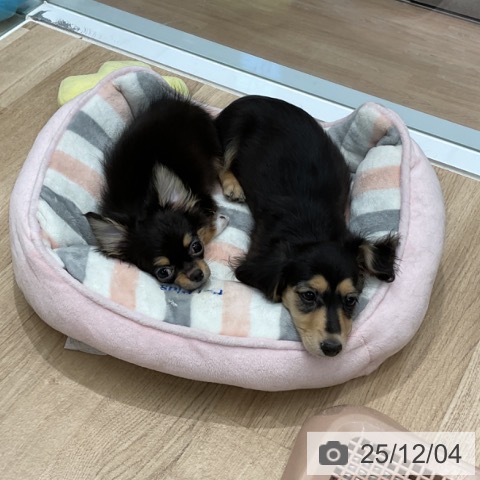 愛知県のミニチュアダックスフンド(ロング) (ペットプラス 熱田店/2025年9月10日生まれ/女の子/ブラックタン)の子犬の3枚目の画像