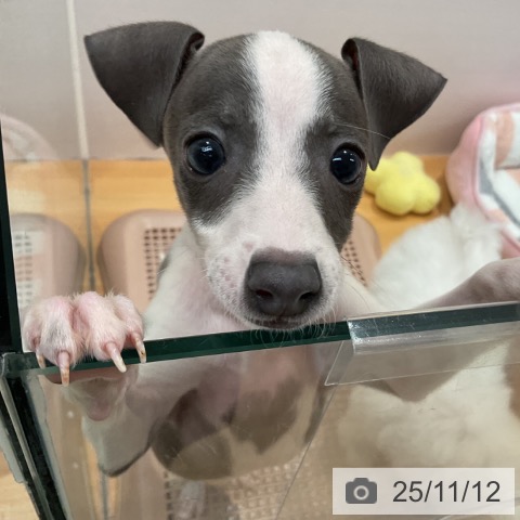 イタリアン・グレーハウンドの写真