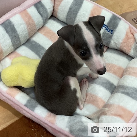 イタリアン・グレーハウンドの写真