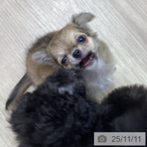 三重県のチワワ(ロング) (ペットプラス 津南店/2025年9月10日生まれ/女の子/レッド)の子犬の4枚目の画像