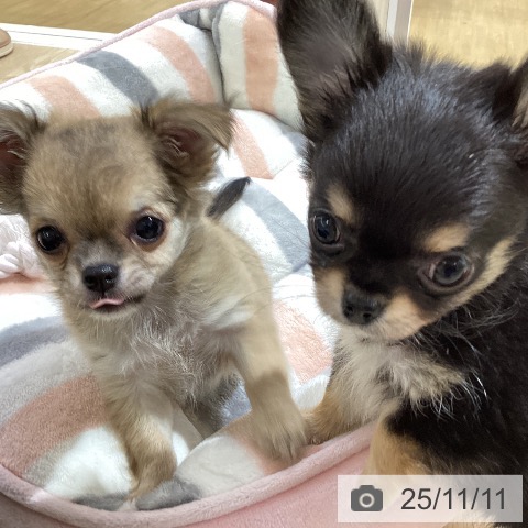 三重県のチワワ(ロング) (ペットプラス 津南店/2025年9月10日生まれ/女の子/レッド)の子犬の3枚目の画像