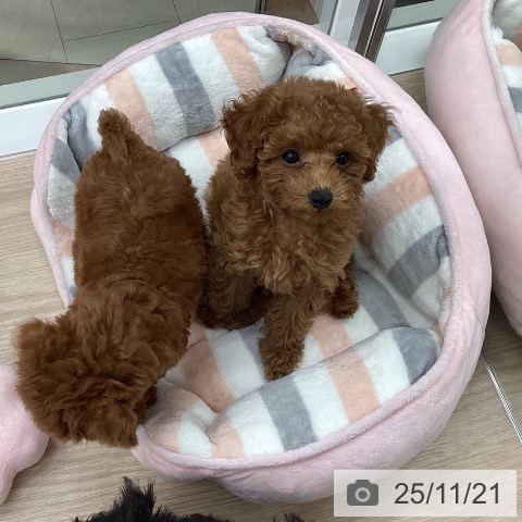 石川県のトイプードル(トイ) (ペットプラス 白山店/2025年9月10日生まれ/女の子/レッド)の子犬の4枚目の画像