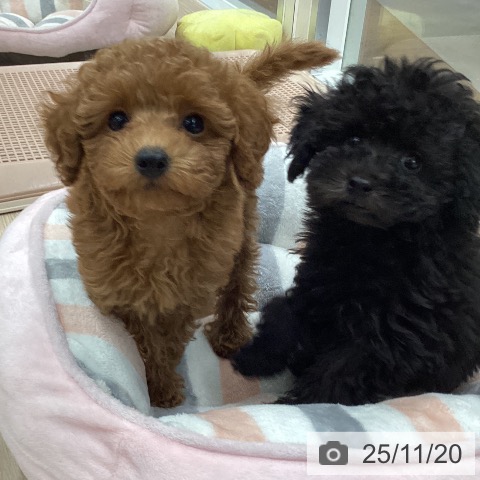 石川県のトイプードル(トイ) (ペットプラス 白山店/2025年9月10日生まれ/女の子/レッド)の子犬の3枚目の画像