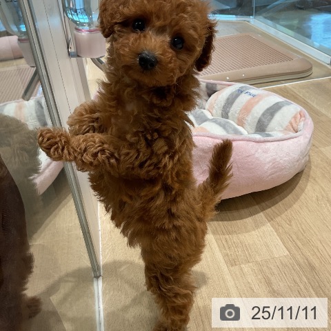 トイ・プードルの写真