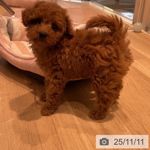 トイ・プードルの写真