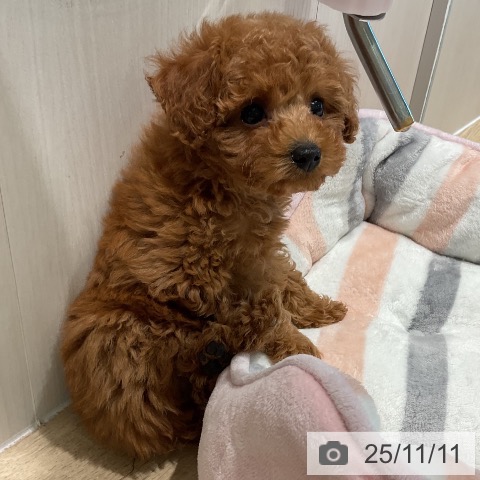 トイ・プードルの写真