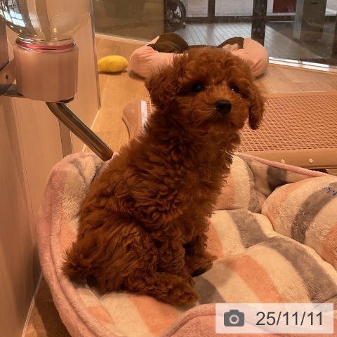 トイ・プードルの写真