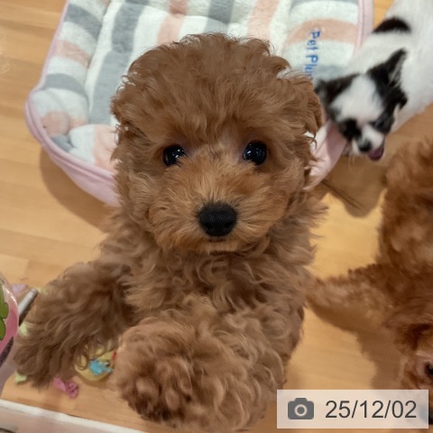 愛知県のトイプードル(トイ) (ペットプラス 名古屋茶屋店/2025年9月10日生まれ/女の子/レッド)の子犬の4枚目の画像