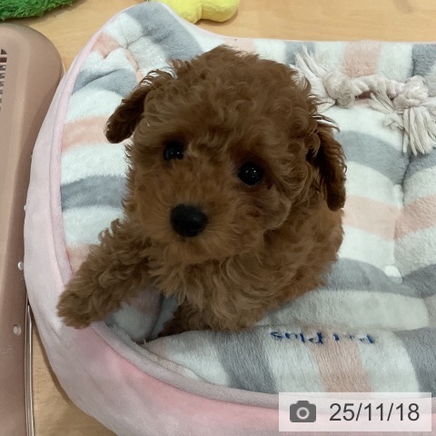 愛知県のトイプードル(トイ) (ペットプラス 名古屋茶屋店/2025年9月10日生まれ/女の子/レッド)の子犬の3枚目の画像