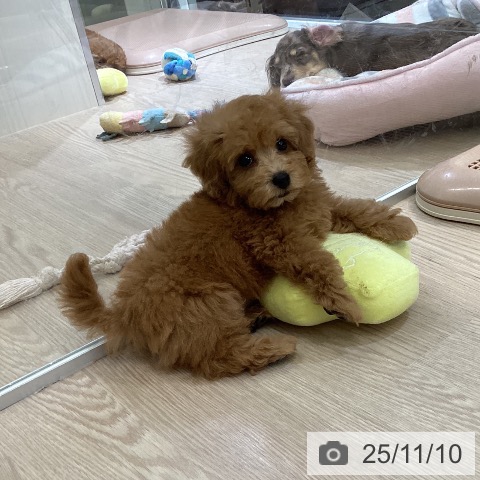 トイ・プードルの写真