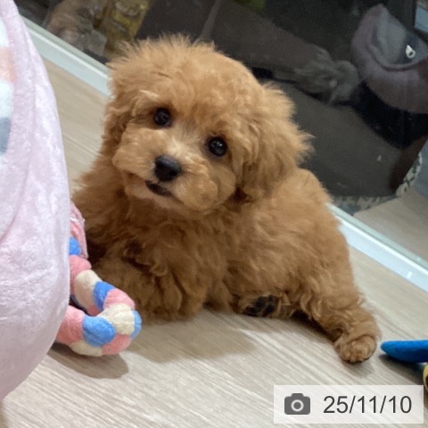 トイ・プードルの写真