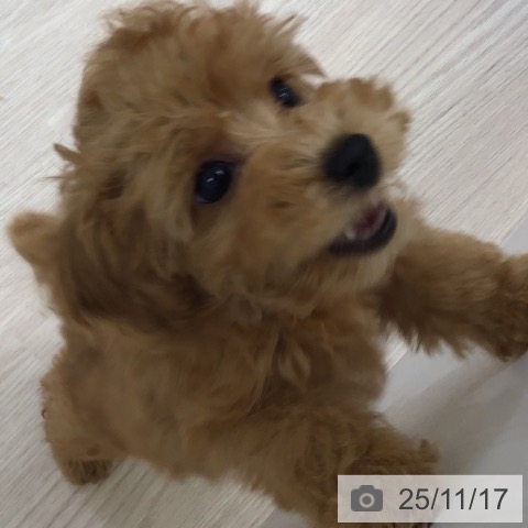 石川県のトイプードル(トイ) (ペットプラス かほく店/2025年9月7日生まれ/女の子/レッド)の子犬の4枚目の画像