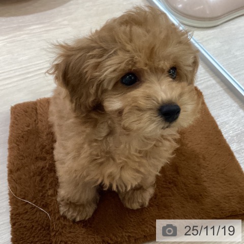 石川県のトイプードル(トイ) (ペットプラス かほく店/2025年9月7日生まれ/女の子/レッド)の子犬の3枚目の画像