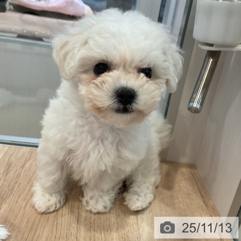 ビション・フリーゼの写真