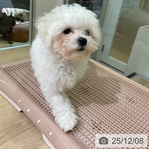 愛知県のビションフリーゼ (ペットプラス 豊田店/2025年9月8日生まれ/男の子/ホワイト)の子犬の4枚目の画像