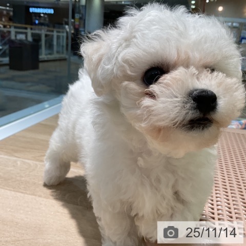 ビション・フリーゼの写真