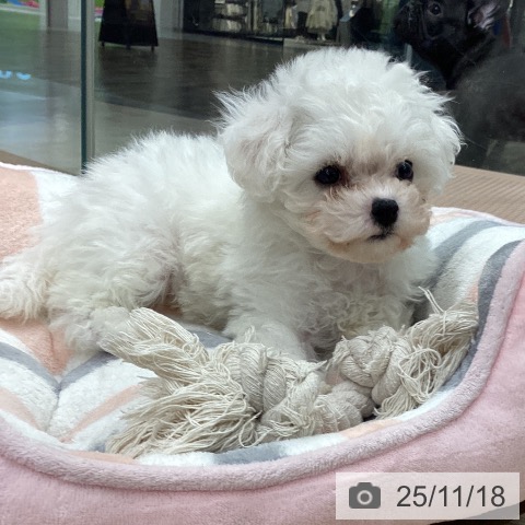 ビション・フリーゼの写真