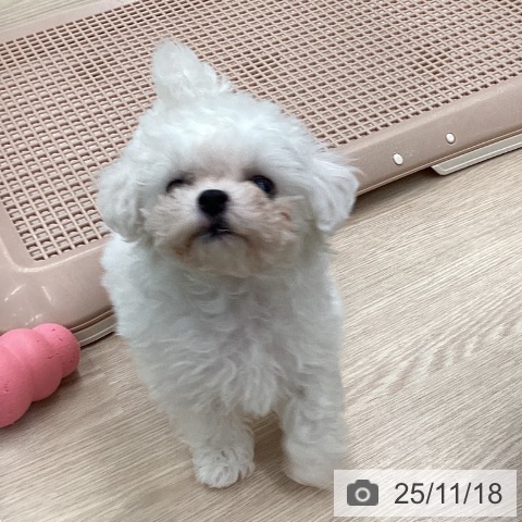 ビション・フリーゼの写真