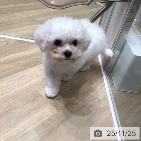 三重県のビションフリーゼ (ペットプラス 鈴鹿店/2025年9月8日生まれ/女の子/ホワイト)の子犬の4枚目の画像