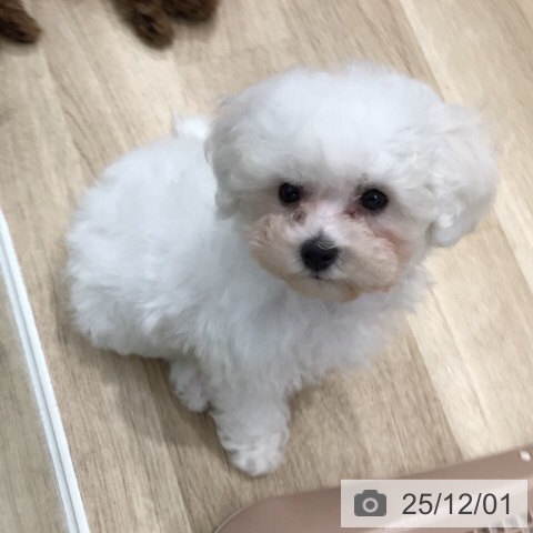 三重県のビションフリーゼ (ペットプラス 鈴鹿店/2025年9月8日生まれ/女の子/ホワイト)の子犬の3枚目の画像