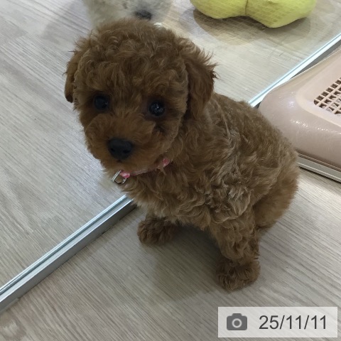 トイ・プードルの写真