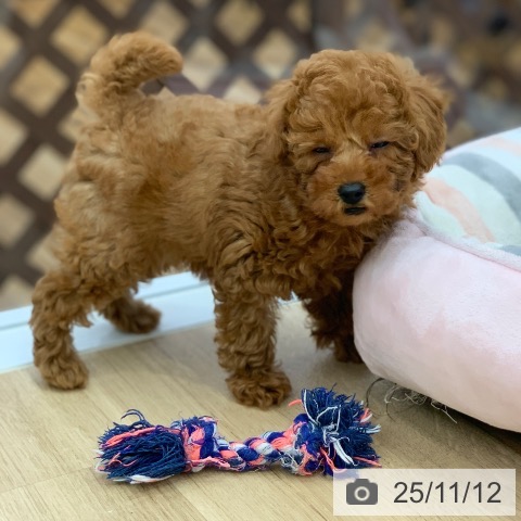 トイ・プードルの写真