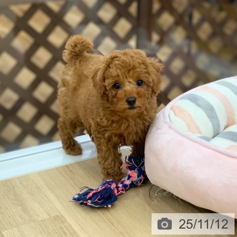 トイ・プードルの写真