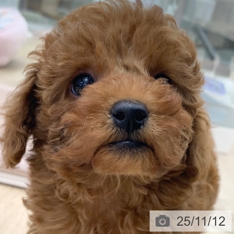 トイ・プードルの写真