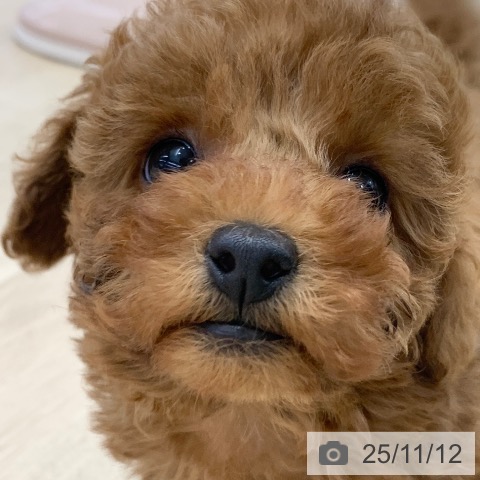 トイ・プードルの写真