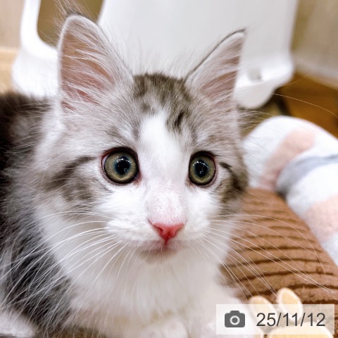 メインクーンの写真