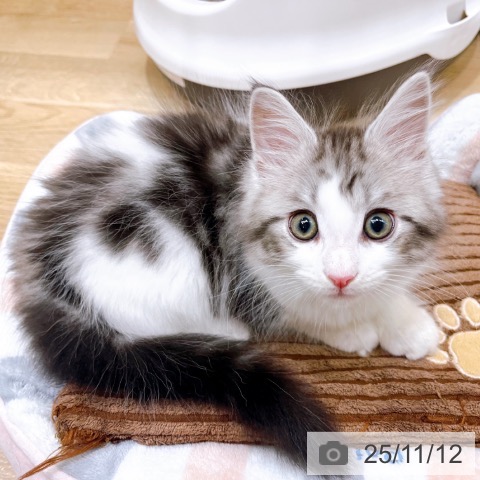 メインクーンの写真