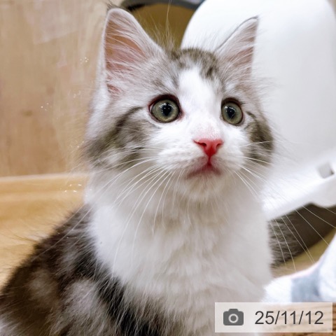 メインクーンの写真