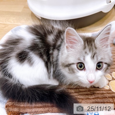 メインクーンの写真