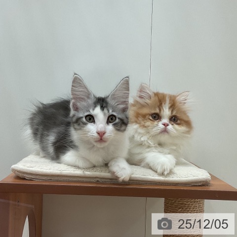 愛知県のメインクーン (ペットプラス 名古屋茶屋店/2025年9月9日生まれ/男の子/シルバータビーホワイト)の子猫の4枚目の画像