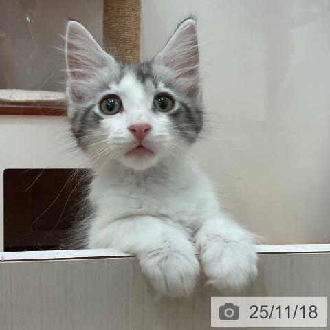 愛知県のメインクーン (ペットプラス 名古屋茶屋店/2025年9月9日生まれ/男の子/シルバータビーホワイト)の子猫の3枚目の画像