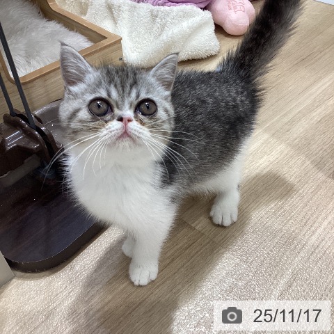 愛知県のエキゾチック (ペットプラス mozoワンダーシティ店/2025年9月7日生まれ/女の子/シルバータビーホワイト)の子猫の4枚目の画像